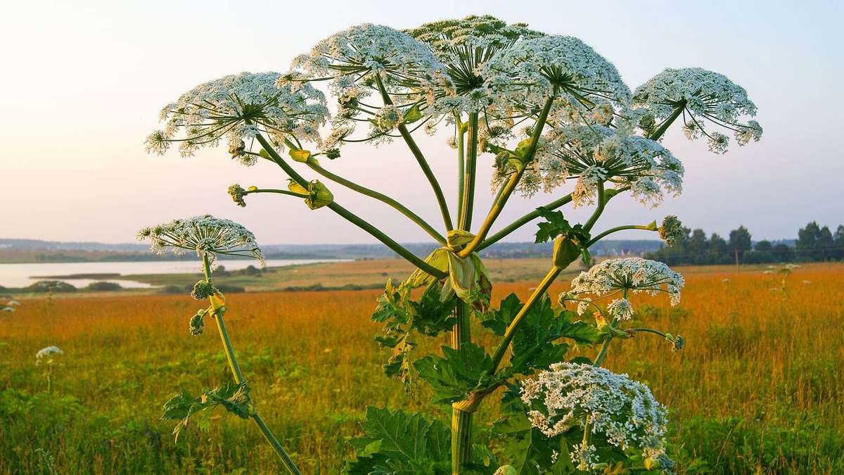 Новые штрафы за борщевик