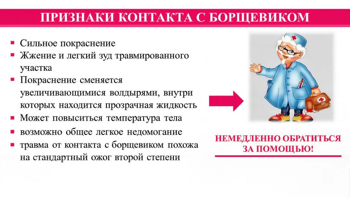 Признаки ожога борщевиком