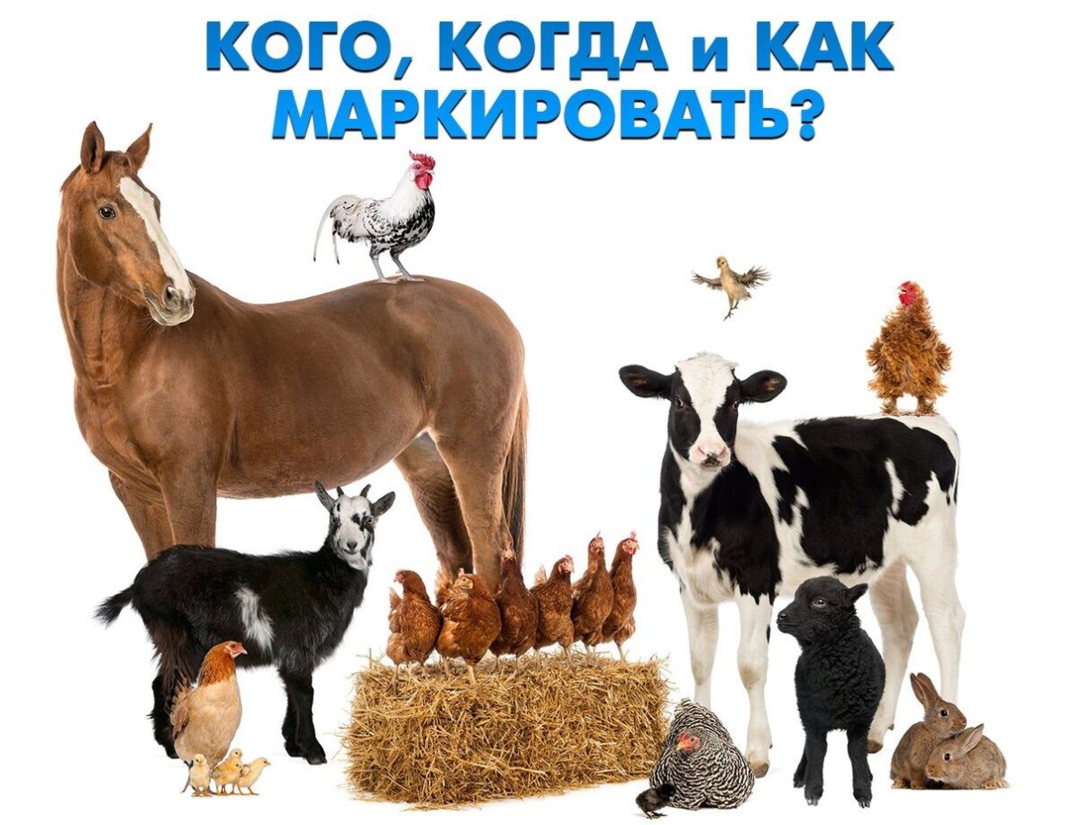 Каких животных маркировать