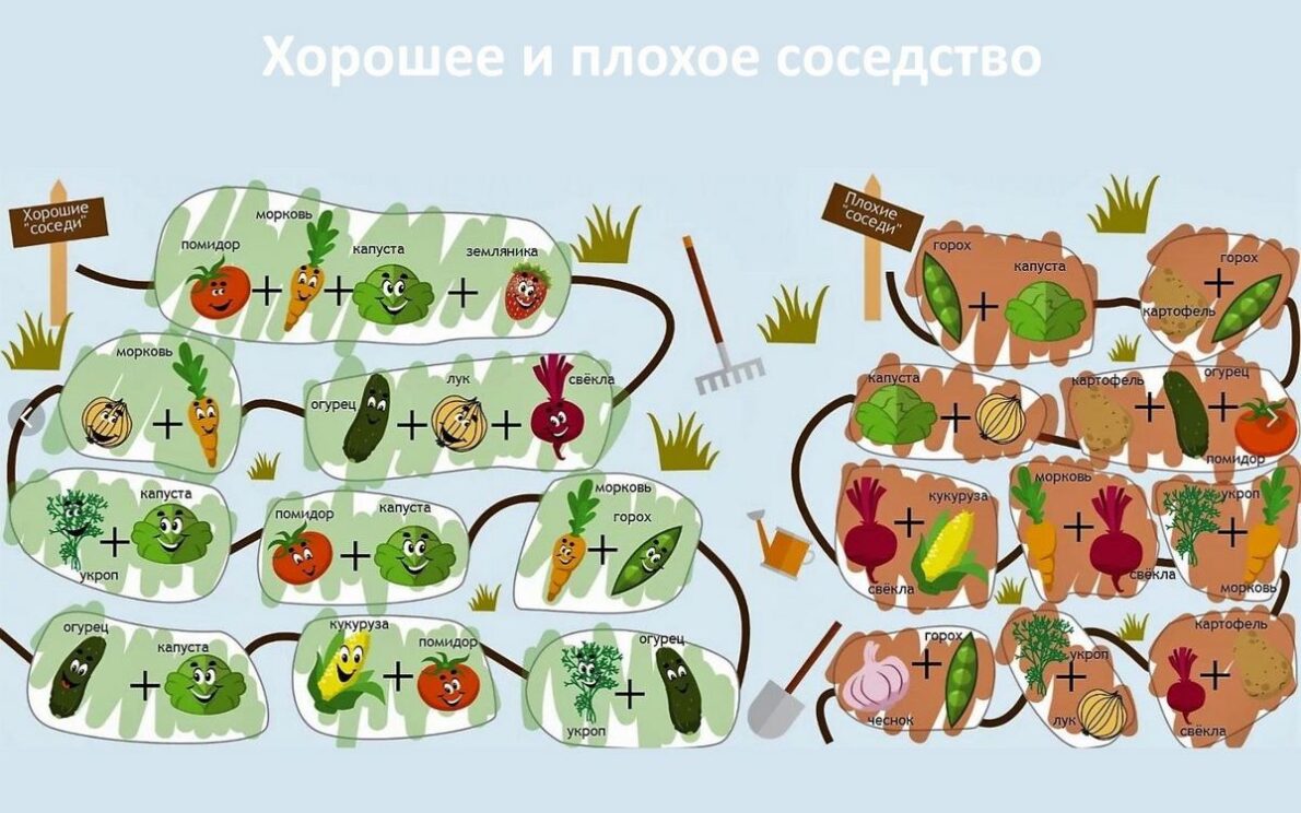 Полезное соседство овощей