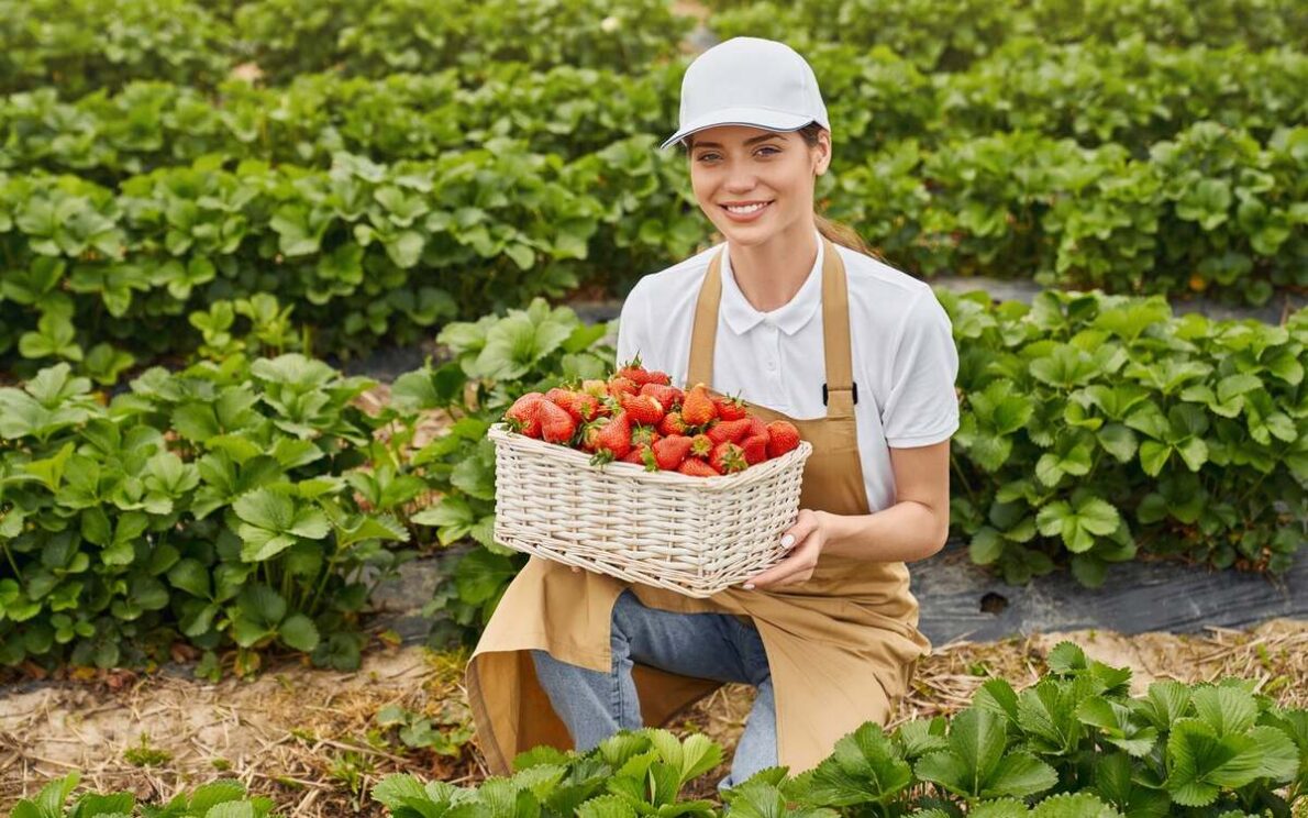 Сбор клубники