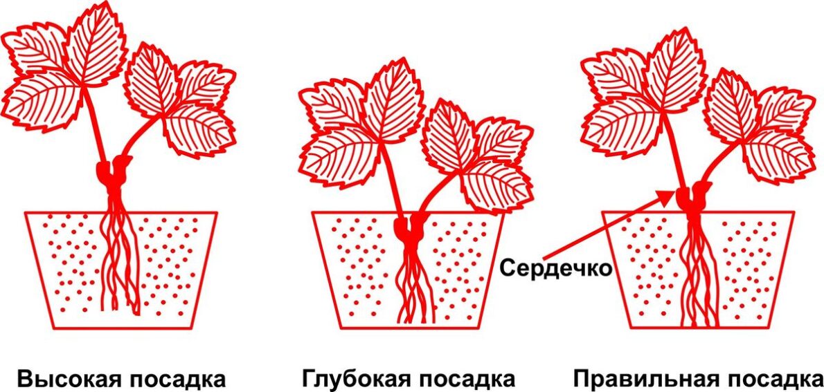 Как садить клубнику